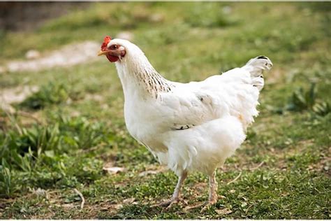 Feb 5, 2023 · Amberlink Chicken Breed Temperament. This breed has a great temperament. Many times people think that hybrid chickens are for utility only, not for pets. But that’s not true. And Amberlink chickens are a fine example of just that. They aren’t lap chickens usually, but they will follow you to the ends of the earth for treats like these. 